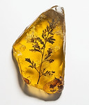 Hoja fosilizada en ámbar